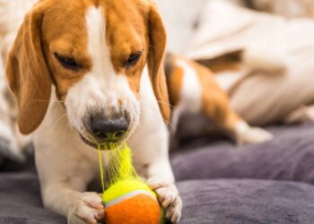 Por que cães destroem móveis e sapatos quando ficam sozinhos?