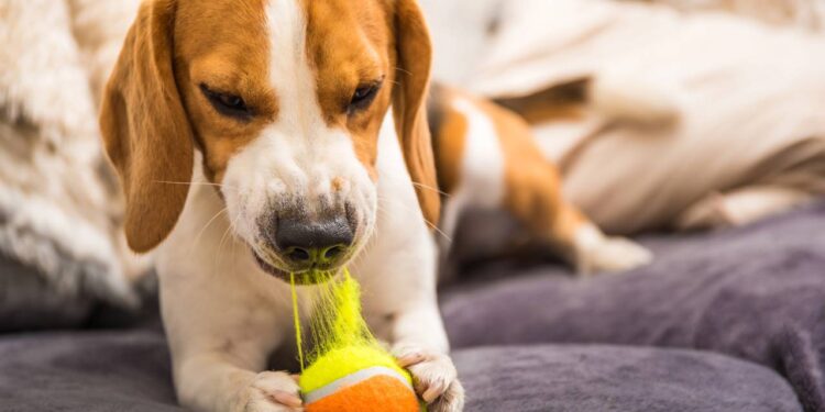 Por que cães destroem móveis e sapatos quando ficam sozinhos?
