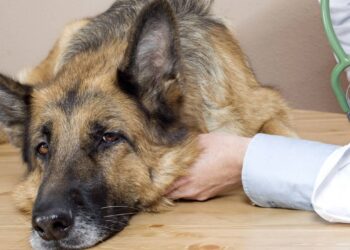 Cão rejeitado por aparência ganhou lar quando 3 crianças perceberam seu valor