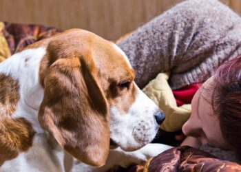 Por que cães e gatos gostam tanto de dormir perto dos tutores