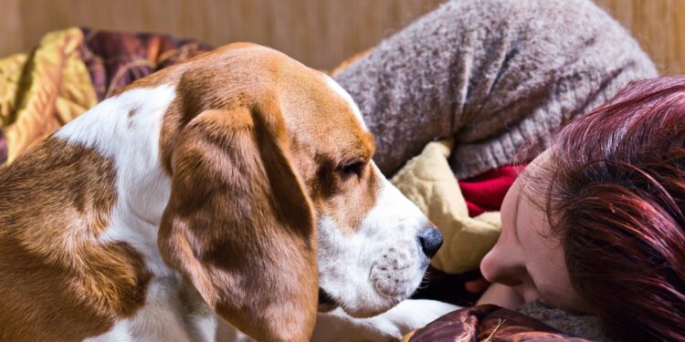 Por que cães e gatos gostam tanto de dormir perto dos tutores