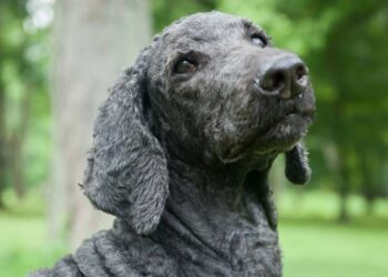 Ignorada em feiras de adoção, cachorrinha idosa insiste em abanar o rabinho para quem passa