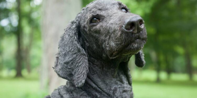Ignorada em feiras de adoção, cachorrinha idosa insiste em abanar o rabinho para quem passa