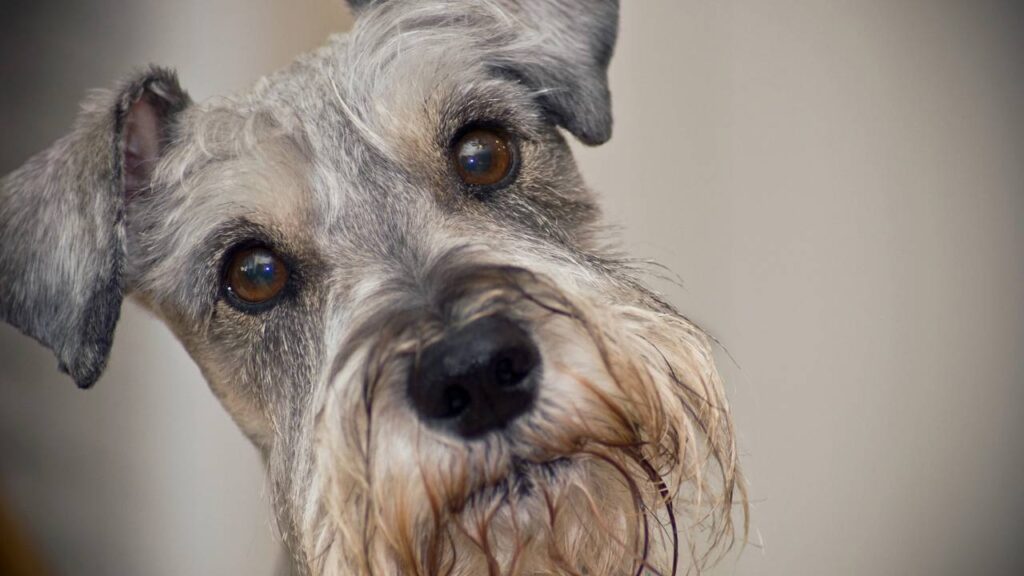 O motivo pelo qual os cães têm o comportamento de inclinar a cabeça ao ouvir pessoas e no que isso os beneficia