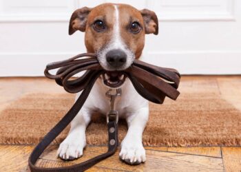 O que significa quando o cachorro late e pula antes de sair para o passeio?