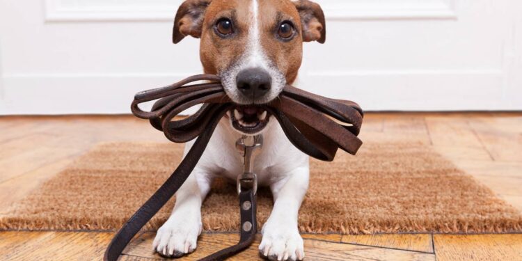 O que significa quando o cachorro late e pula antes de sair para o passeio?