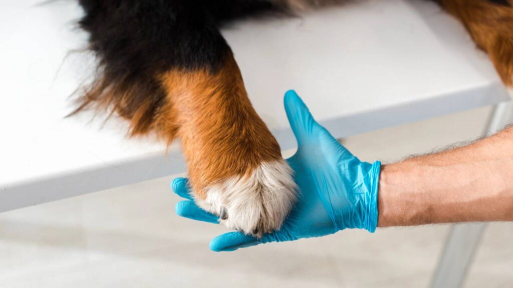 pata do cachorro encostando na pessoa