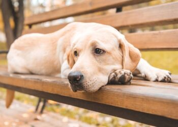 Protetor recebe visita do cãozinho dias antes da despedida, e gesto emociona a todos