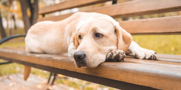 Protetor recebe visita do cãozinho dias antes da despedida, e gesto emociona a todos
