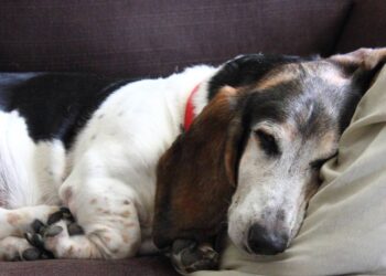 Alimentação ideal para cães e gatos idosos que preserva saúde, vitalidade e bem-estar