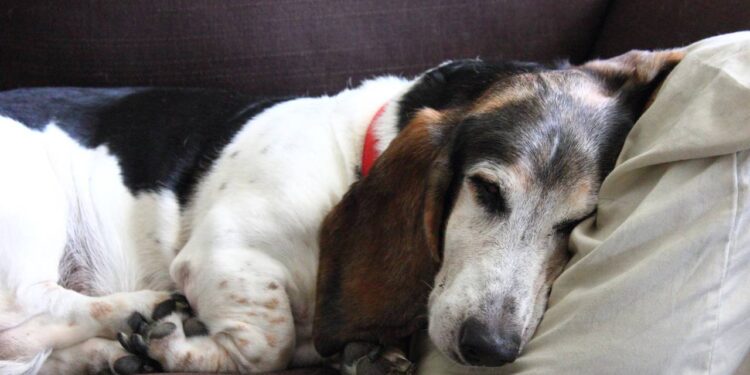 Alimentação ideal para cães e gatos idosos que preserva saúde, vitalidade e bem-estar