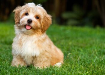 Entender o olhar do cachorro ajuda a identificar necessidades, melhorar o vínculo e evitar situações de estresse ou desconforto