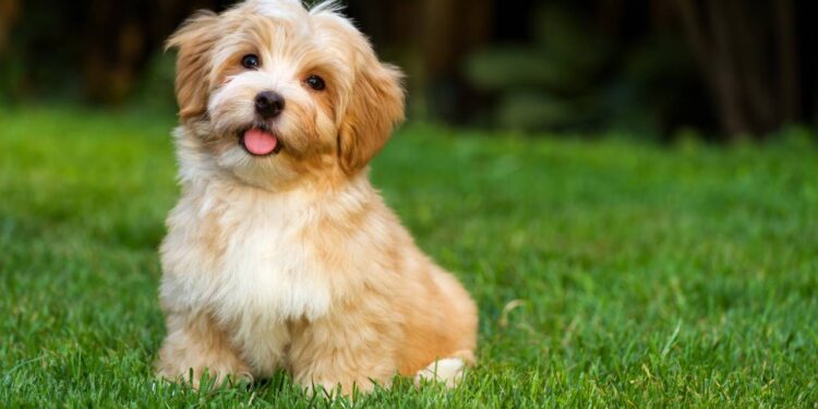 Entender o olhar do cachorro ajuda a identificar necessidades, melhorar o vínculo e evitar situações de estresse ou desconforto