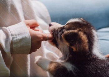 Você percebe ou não? Seu cão copia seus comportamentos e personalidade no dia a dia
