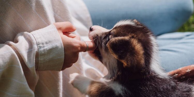 Você percebe ou não? Seu cão copia seus comportamentos e personalidade no dia a dia