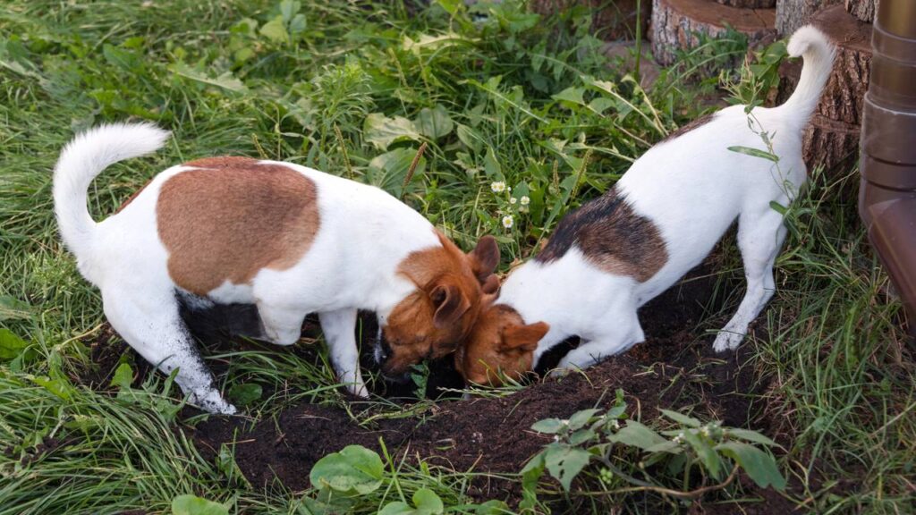 cães enterrando um objeto