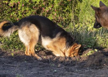 Por que cães adoram enterrar brinquedos e petiscos e o que esse hábito revela sobre eles