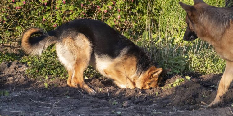 Por que cães adoram enterrar brinquedos e petiscos e o que esse hábito revela sobre eles