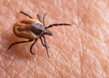 Para manter carrapatos longe do seu quintal, evite plantar essas 6 plantas