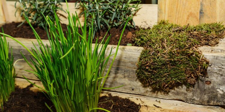 Horta em apartamento? Veja como cultivar cebolinha verdinha mesmo em espaços pequenos e com pouco sol