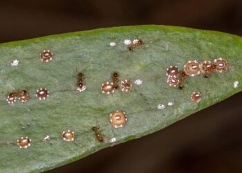 cochonilha de carapaça