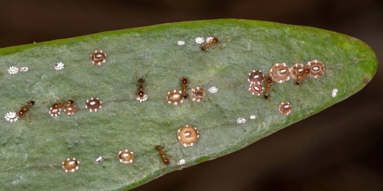 cochonilha de carapaça