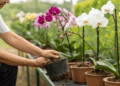 Flores duradouras: cuidados simples que salvam suas orquídeas de murchar rapidamente