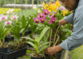 Flores duradouras: cuidados simples que salvam suas orquídeas de murchar rapidamente