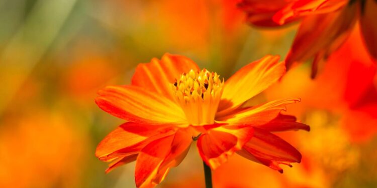 Quer um jardim de revista sem gastar muito? Aposte no cosmos laranja para colorir seus canteiros