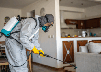 Pragas em sua casa exigem atenção e saber quando chamar ajuda de um dedetizador faz diferença