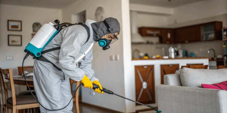 Pragas em sua casa exigem atenção e saber quando chamar ajuda de um dedetizador faz diferença