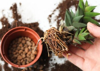 Folhas amareladas? Saiba como a drenagem em vasos de plantas pode salvar seu jardim