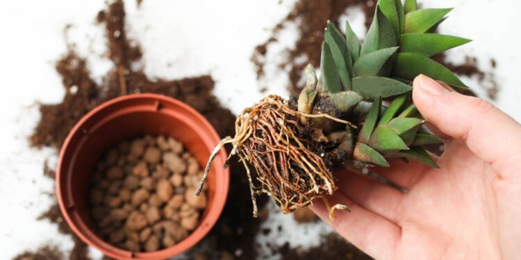 Folhas amareladas? Saiba como a drenagem em vasos de plantas pode salvar seu jardim