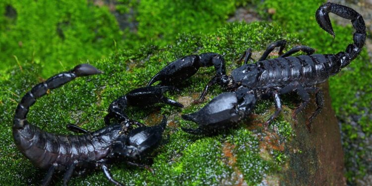 Perigo silencioso: os hábitos comuns que transformam seu quintal no esconderijo ideal de escorpiões