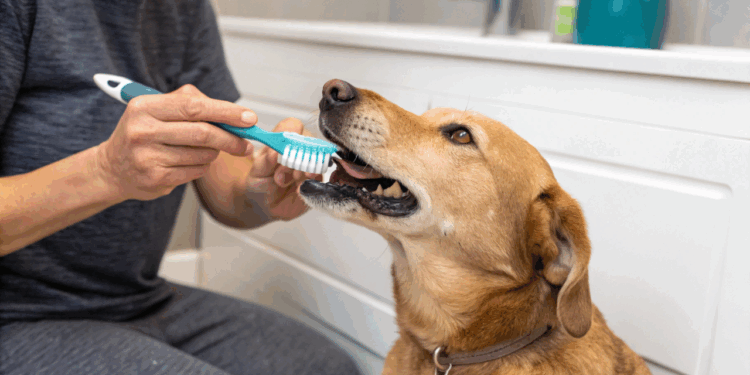 Veterinários alertam para o erro comum que compromete os dentes do seu cachorro