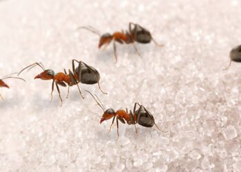 formigas