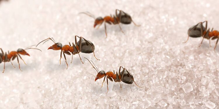 formigas