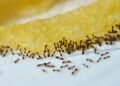 De adeus às formigas: solução natural rápida sem recorrer a químicos fortes que prejudicam a saúde