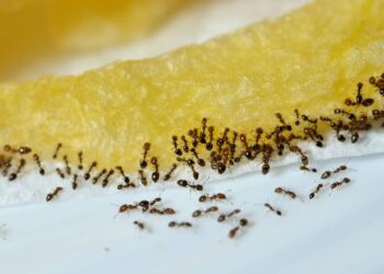 De adeus às formigas: solução natural rápida sem recorrer a químicos fortes que prejudicam a saúde