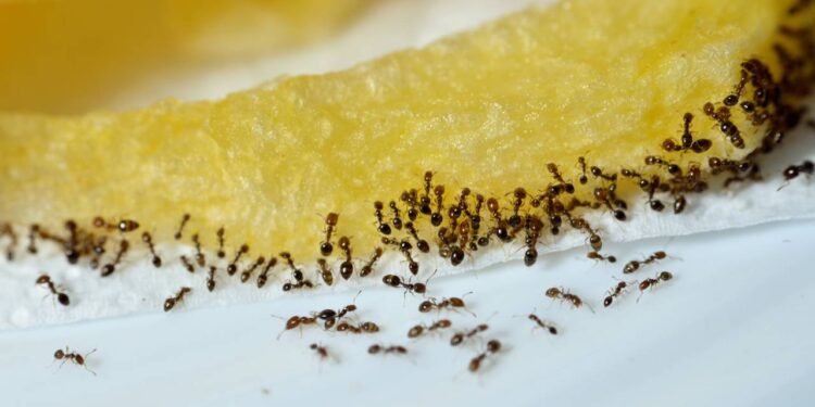 De adeus às formigas: solução natural rápida sem recorrer a químicos fortes que prejudicam a saúde