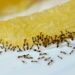 De adeus às formigas: solução natural rápida sem recorrer a químicos fortes que prejudicam a saúde
