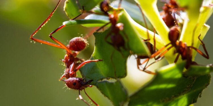 formiga cortadeira