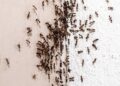 De adeus às formigas: solução natural rápida sem recorrer a químicos fortes que prejudicam a saúde