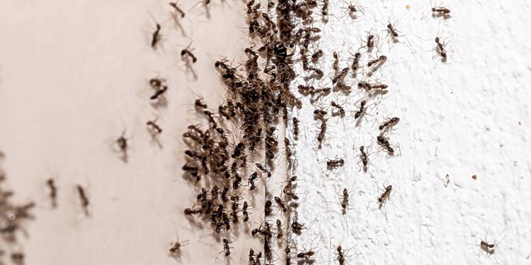 De adeus às formigas: solução natural rápida sem recorrer a químicos fortes que prejudicam a saúde