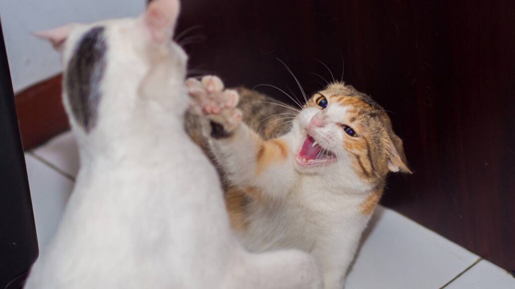 gato brigando