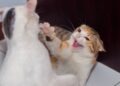 gato brigando