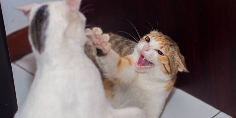 gato brigando