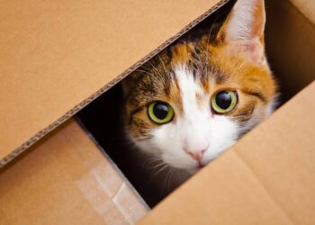 O segredo por trás do amor dos gatos por caixas que todo tutor precisa saber