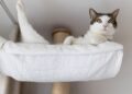 Por que os gatos gostam tanto de ficar em lugares altos dentro de casa?