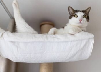 Por que os gatos gostam tanto de ficar em lugares altos dentro de casa?